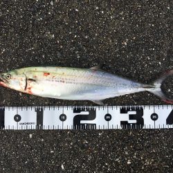 今年初太刀とサゴシ祭り